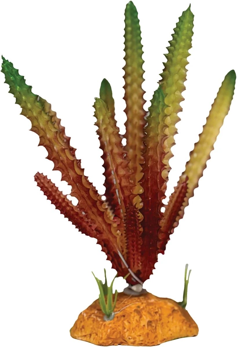 Repto Plant Cactus rot